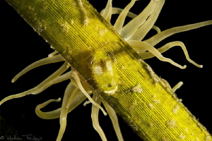 Sphaeroma on Zostera eelgrass leaf by Mathieu Foulquié 